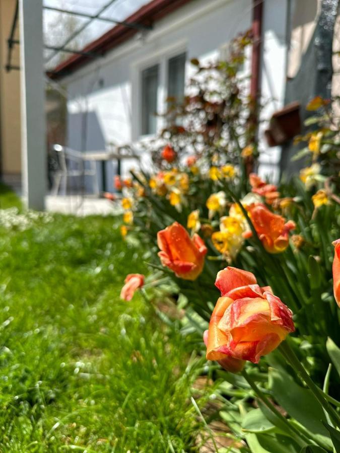 Apartmani Emily & Jully Nikšić Buitenkant foto